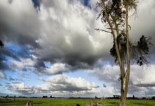 [图]7人因冲突遭驱逐爱德华兹25+6 森林狼逆转活塞.